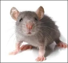 Comment dit-on "souris" ?