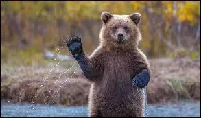 Et pour finir, comment dit-on "ours" en espagnol ?