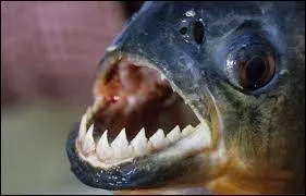 Quel poisson est Nemo ?