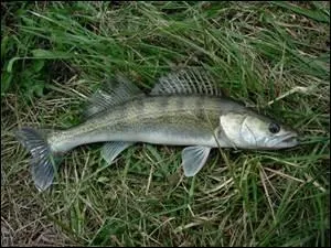 Quel poisson est représenté sur l'image ?