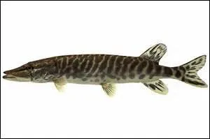 Quel poisson est représenté sur l'image ?