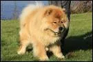 Qu'est le chow-chow ?