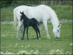 Quelle est l'évolution de la robe des lipizzans au cours de leur vie ?