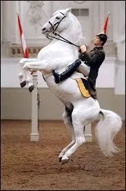 Quelle école d'équitation autrichienne célèbre n'utilise que des lipizzans ?