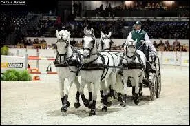 Pour quelles disciplines le lipizzan est-il utilisé ?