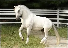 Le lipizzan est plutôt :