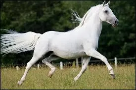 Le lipizzan a un profil :