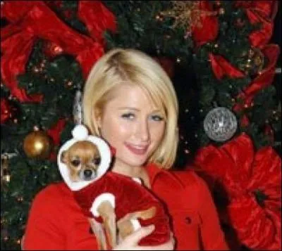 Avec elle, même le chien a droit à son costume de Noël.
Qui dispose de la carte bleue de papa pour faire ses achats de Noël ?