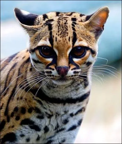 O&ugrave; est-ce que le margay vit-il ?
