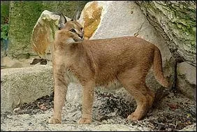 &Agrave; partir de quel &acirc;ge le caracal atteint-il sa maturit&eacute; sexuelle ?