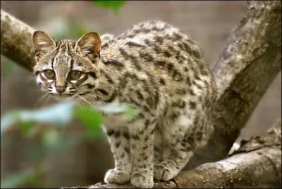 Quelle est l'esp&eacute;rance de vie du l'oncille ?