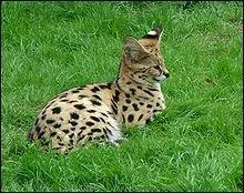 Le serval a-t-il la capacit&eacute; de ronronner, cracher, grogner et miauler ?