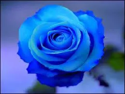 Et comment dit-on bleu ?