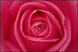 Sais-tu comment on dit rose en espagnol ?