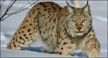 Quel est son autre nom ?