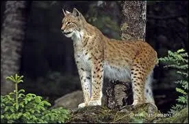 Mange-t-il de grands gibiers ?