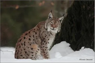 Quand a-t-il été réintroduit dans les Vosges ?