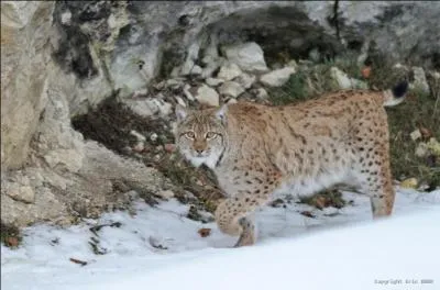 Quand se reproduisent-ils ?