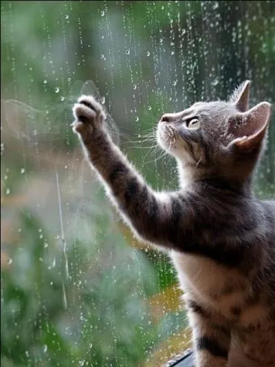 Lequel de ces chanteurs a chanté "Il pleut" ?