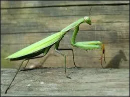 Trouvez la bonne orthographe du nom de cet insecte.