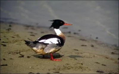 Quel est ce harle qui est le plus commun en France ?