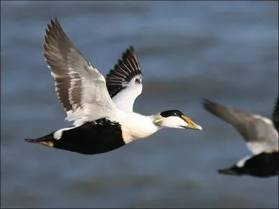 Quel est ce canard plongeur dont le nom scientifique est "Somateria Mollissima" ?
