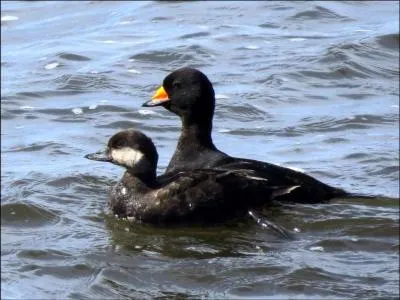 Quel est ce canard marin qui hiverne dans la Manche ?