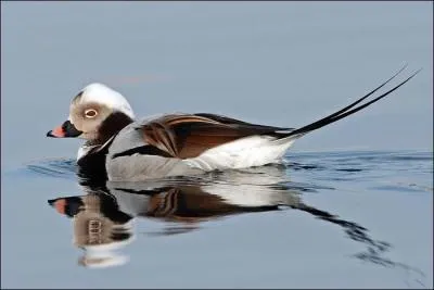 Quel est ce canard que l'on retrouve en France, principalement lors de vagues de froid ?