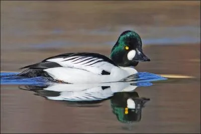 Quel est ce canard qui est présent en hiver en France ?