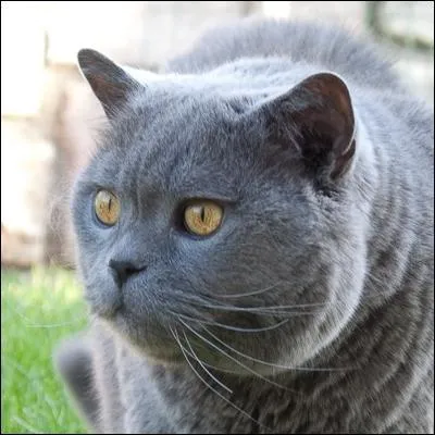 19750 ! Voilà un pseudo qui ne vous sera d'aucune aide...
Qui a mis une photo de son chat Nelson sur son profil Quizz.biz ?