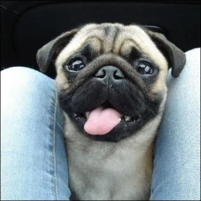 J'adore la tête de ce carlin (Gus) ! 
C'est celui de Buddy... mais qui est Buddy ?