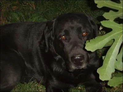 Sans hésitation, Myzombi est...