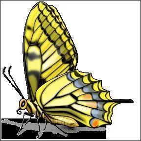 Le papillon de Lilasdemer n'est plus très actif ces derniers temps... Quel est son sexe ?