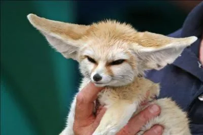 Jusqu'à combien de centimètres peuvent mesurer les oreilles du fennec ?