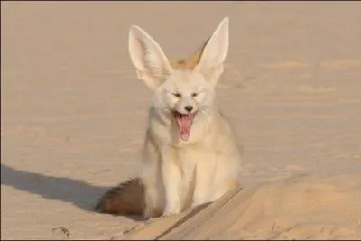 Quel est le cri du fennec ?