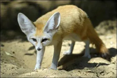 Durant quelle période de la journée le fennec chasse-t-il ?