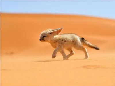Vrai ou faux ? Le fennec est la plus petite espèce de canidés au monde.