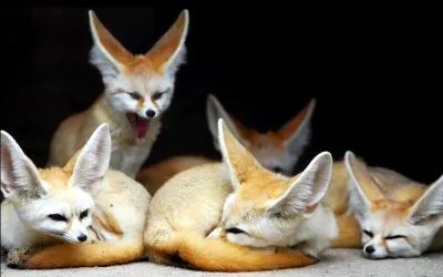 Le fennec est-il toujours un animal domestique recherché ?