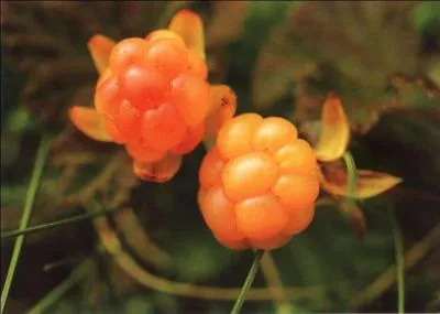 Quel est ce fruit, de la famille des baies, de couleur orangée que l'on trouve en Laponie norvégienne et que l'on consomme notamment en pâtisserie ou en confiture ?