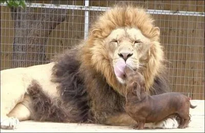 Terminez ce proverbe : L'amitié sans confiance ...