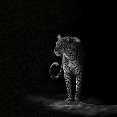 Le guépard peut courir jusqu'à ...