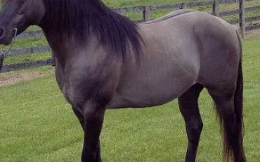 Quiz Galop 4