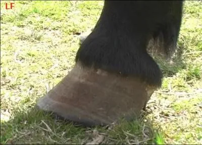 Comment s'appelle le problème qu'a ce cheval ?