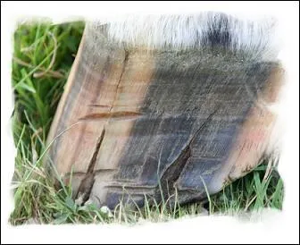 Comment s'appelle ce qu'a le cheval ?