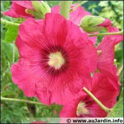 Quelle est cette fleur ?