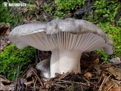 Quel est ce champignon qui pousse au printemps ?