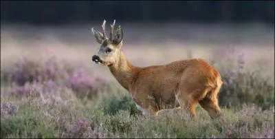 Comment se nomme le chevreuil &acirc;g&eacute; de plus d'un an ?