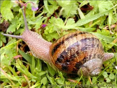 Le petit gris est-il ?