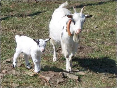 Quel est le nom du petit de la chèvre ?