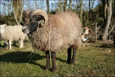 Et enfin, quel est le le reproducteur, qui, avec la brebis donnera la vie à l'agneau ?